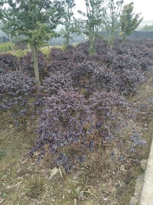80.0厘米紅花繼木價格_自然高80.0丨冠幅60.0公分郴州市紅花繼木價格_郴州市蘇仙區(qū)清江花卉苗木草皮種植專業(yè)合作社-愛淘苗