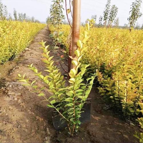 統(tǒng)州青州花卉苗木種植基地基地批發(fā)金葉女貞金葉女貞價格