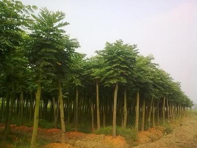 青州國槐供應(yīng)商-河南國槐價格-河南國槐產(chǎn)地
