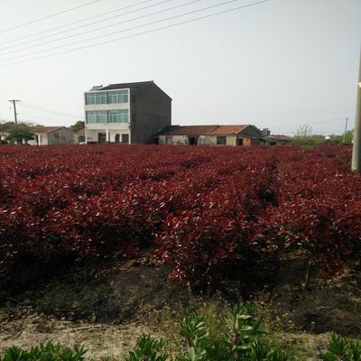 紅葉石楠球價格紅葉石楠球批發(fā)價格綠化苗木價格