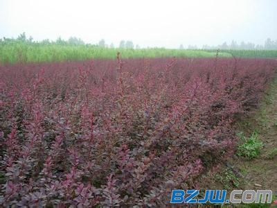 【安徽紅葉小檗--想要買紅葉小檗就來永信花卉苗木】_安徽紅葉小檗--想要買紅葉小檗就來永信花卉苗木價格_安徽紅葉小檗--想要買紅葉小檗就來永信花卉苗木廠家-到中華標(biāo)準(zhǔn)件網(wǎng)