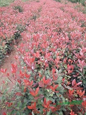 洛陽市伊濱區(qū)寇店鎮(zhèn)佳禾苗木花卉種植場