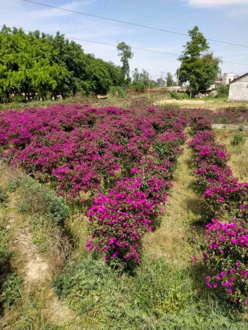 恭喜宜賓市翠屏區(qū)怡景花卉苗木種植場入駐苗木通 彭超 質(zhì)優(yōu)價廉