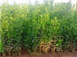 山東品種好的冬青供應(yīng):種植綠化苗木-青州市雙林花卉苗木專業(yè)合作社提供山東品種好的冬青供應(yīng):種植綠化苗木的相關(guān)介紹、產(chǎn)品、服務(wù)、圖片、價(jià)格冬青、紫葉李基地、北海道黃楊基地、衛(wèi)矛價(jià)格、蜀檜批發(fā)、冬青球批發(fā)、