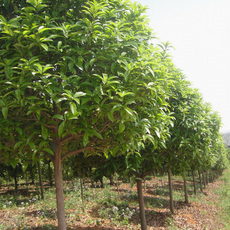 農(nóng)產(chǎn)品購銷,花卉、苗木種植銷售_南陽市宛城區(qū)自嶺農(nóng)優(yōu)產(chǎn)品專業(yè)合作社