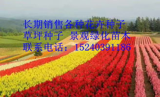 沐陽縣綠之洲花卉苗木銷售中心簡(jiǎn)介,產(chǎn)品介紹