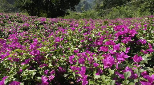 魯?shù)樗笊芥?zhèn)黑石村苗圃基地綻放 幸?；? class=