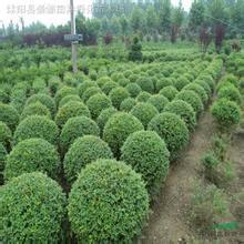 紅葉小壁種植基地 紅葉小壁供應(yīng) 紅葉小壁價格 雅淇苗木