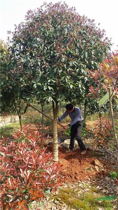 株洲市新大地花卉苗木種植農(nóng)民專業(yè)合作社