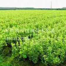 供應(yīng)金邊黃楊_冠幅20公分_信陽種植地 | 河南省潢川縣綠洲園林花卉基地