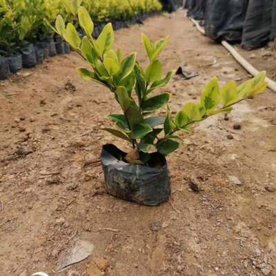 高度30厘米金森女貞小苗批發(fā)報價 金森女貞容器苗 綠籬植物