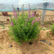 【蔥蘭種植丨批發(fā)丨基地圖片】蔥蘭種植丨批發(fā)丨基地 - 青州市圣格花卉苗木專業(yè)合作社