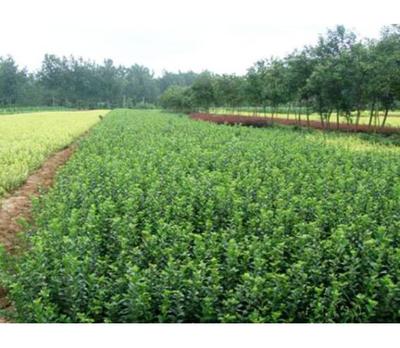 北海道黃楊種植基地--想要品質(zhì)好的苗木就來志超花卉苗木
