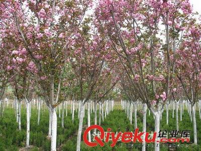 俊玲苗木園藝場大量出售日本櫻花小苗-沭陽俊玲苗木園藝場提供俊玲苗木園藝場大量出售日本櫻花小苗的相關(guān)介紹、產(chǎn)品、服務(wù)、圖片、價格沭陽俊玲苗木園藝場、綠化苗木;盆景栽植;蔬菜種子;花卉種子;大型盆栽綠化
