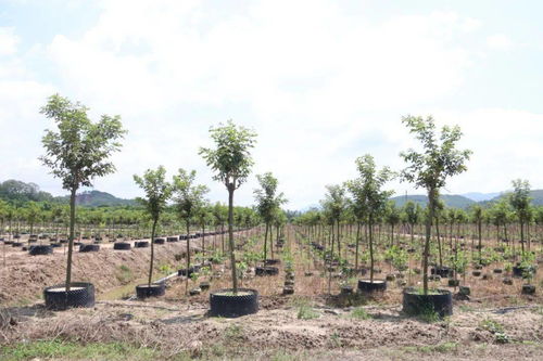 致富有招 德慶這條鎮(zhèn)大力發(fā)展花木基地,計劃種植1000畝