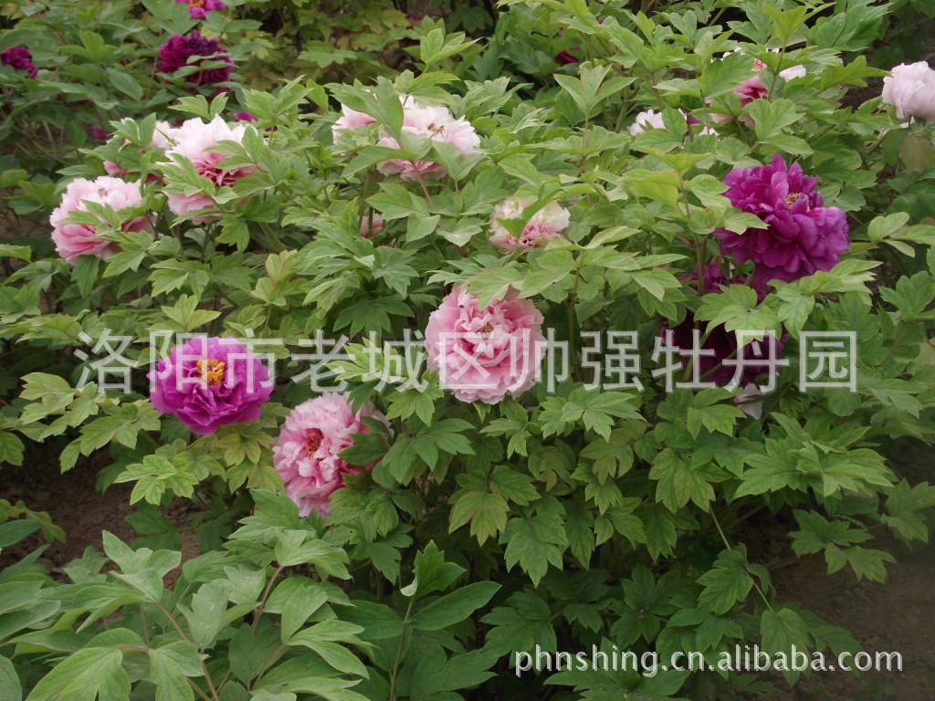 常年批發(fā)供應(yīng)花卉牡丹宮品牌洛陽牡丹苗木