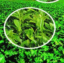 福建廈門漳州泉州茶樹瓜果有機肥花卉苗木種植有機肥_世界工廠網(wǎng)