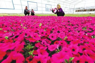 圖片新聞 村民在山丹縣清泉鎮(zhèn)郇莊村種植基地管護花卉