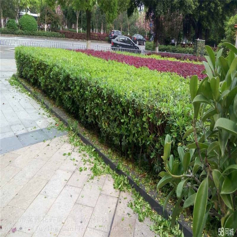 【山東廠區(qū)綠化,工廠綠化設(shè)計,工廠綠化栽植技術(shù)指導圖片】山東廠區(qū)綠化,工廠綠化設(shè)計,工廠綠化栽植技術(shù)指導 - 青州市茗茜花卉苗木專業(yè)合作社
