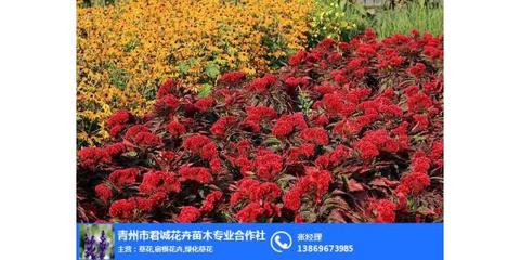 雞冠花哪家好、山西雞冠花、君誠(chéng)花卉苗木