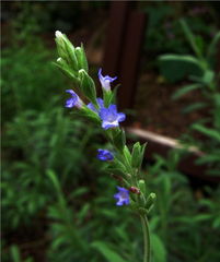 山東薰衣草 雛菊種植基地 山東金葉女貞 山東青州魯豫草花花卉園藝場(chǎng) 一二年生草花,花卉種子種苗,樹(shù)木盆景,年宵花,綠化苗木