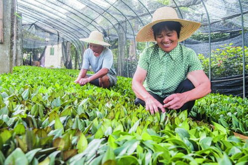 種植花卉苗木 過(guò)上小康生活