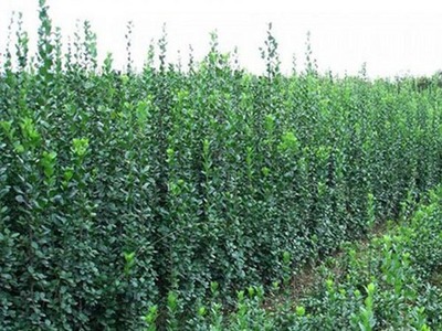 丷丶宿根花卉種植基地//山東綠化苗木種植//山東草花種植基地-青州市青城花卉苗木提供丷丶宿根花卉種植基地//山東綠化苗木種植//山東草花種植基地的相關(guān)介紹、產(chǎn)品、服務(wù)、圖片、價(jià)格【抗寒之王在此!】山東羽衣甘藍(lán)批發(fā)【山東羽衣甘藍(lán)供應(yīng)商】、月季種植基地、草花種植基地、冬青種植基地、青州草花價(jià)格、黃樓草花基地、