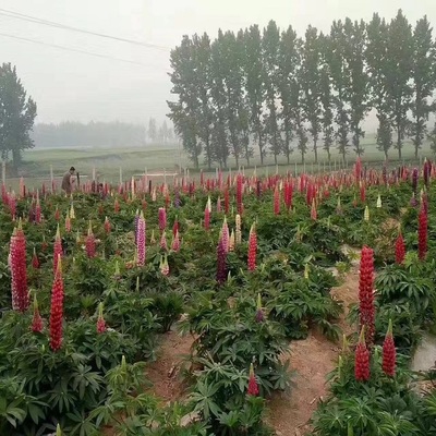【羽扇豆 批量銷售羽扇豆 樹(shù)慶直銷魯冰花花苗】 - 青州市樹(shù)慶花卉苗木專業(yè)合作社