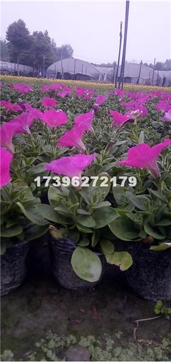 【成都矮牽牛價(jià)格 成都矮牽牛供應(yīng) 成都花卉 綠化工程花卉 四川矮牽?；?成都矮牽牛批發(fā) 郫都區(qū)名川園藝場供應(yīng)供應(yīng)|花卉、苗木種植、苗木銷售。長期供應(yīng)各類綠化工程用苗成都市郫都區(qū)名川園藝場商鋪