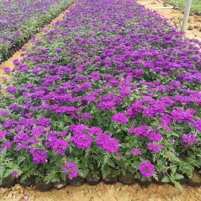 青州市文霖花卉苗木種植專業(yè)合作社
