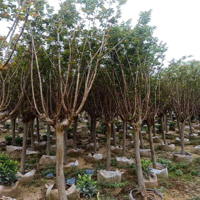 四川小葉紫薇樹苗批發(fā) 紅花小葉紫薇樹 預(yù)留電話及時(shí)反饋
