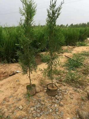 供應(yīng)沙地柏 沙地柏批發(fā)商 沙地柏種植基地 沙地柏批發(fā)價(jià)格