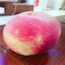 新聞 襄陽(yáng)桃樹(shù)苗是怎么種出來(lái)的