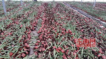 福建 九湖一花卉廠房23萬(wàn)株盆栽慘遭 滅門(mén)