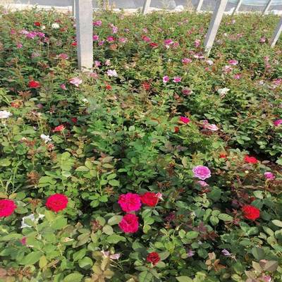 青州市茗茜花卉苗木專業(yè)合作社