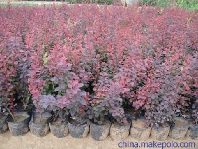 鞍山 北海道種植基地 -山東青州向陽(yáng)花卉苗木合作社8