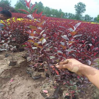 周至小葉黃楊批發(fā)-綠化造型種植-西北苗木花卉基地
