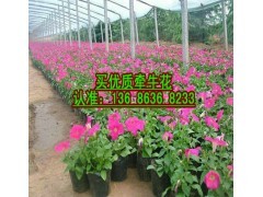 北京矮牽牛供應(yīng)商,青州矮牽牛種植基地|花卉種苗|花卉盆景|供應(yīng)信息|597苗木網(wǎng)