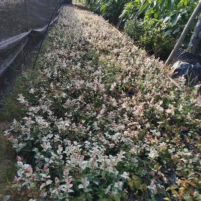 青州市茗茜花卉苗木專業(yè)合作社