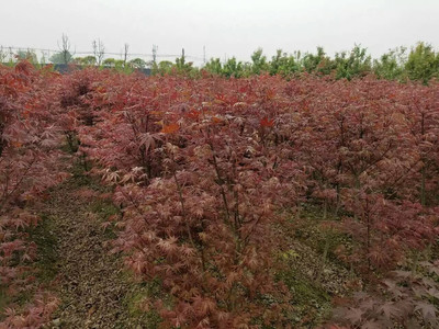 溫江錦藝花卉苗木成都紅楓| 成都紅楓價(jià)格