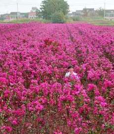 宜興市秋陽(yáng)花卉苗木種植專業(yè)合作社