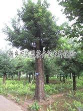 小區(qū)綠化 大型公園綠化苗木 草坪 同盟花卉苗木種植,小區(qū)綠化 大型公園綠化苗木 草坪 同盟花卉苗木種植生產(chǎn)廠家,小區(qū)綠化 大型公園綠化苗木 草坪 同盟花卉苗木種植價(jià)格