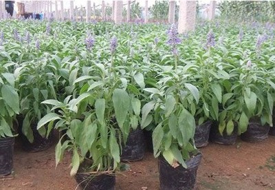 供應(yīng)草花種植基地|價(jià)格合理的鼠尾草供應(yīng)盡在洺瑜花卉苗木-青州市洺瑜花卉苗木家庭農(nóng)場