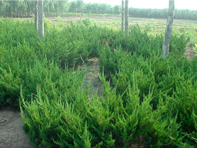 批發(fā)衛(wèi)矛_【推薦】濰坊聲譽(yù)好的衛(wèi)矛種植基地圖片|批發(fā)衛(wèi)矛_【推薦】濰坊聲譽(yù)好的衛(wèi)矛種植基地產(chǎn)品圖片由青州市宏博花卉苗木專業(yè)合作社公司生產(chǎn)提供-