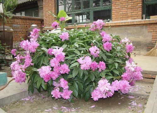 庭院適合種哪些花木 這幾類,有的開花有的結(jié)果,四季有景