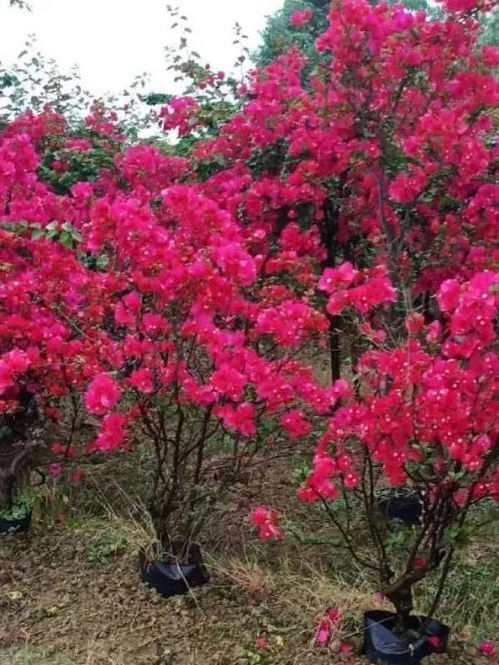 恭喜宜賓市翠屏區(qū)怡景花卉苗木種植場入駐苗木通 彭超 質(zhì)優(yōu)價(jià)廉