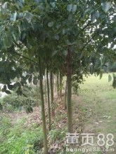 郴州市蘇仙區(qū)下渡花卉苗木種植專業(yè)合作社