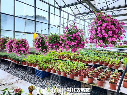 百里杜鵑瑞禾集團(tuán) 謀劃 花產(chǎn)業(yè) 助村美民富