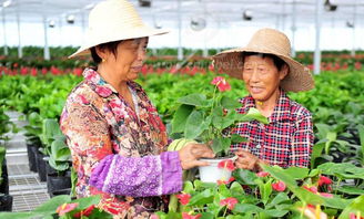 第九屆中國花卉博覽會(huì)上,福建榮獲206個(gè)獎(jiǎng)項(xiàng),未來發(fā)展花卉苗木要關(guān)注這些