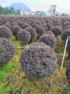 陽(yáng)朔縣桂誠(chéng)苗木花卉種植專(zhuān)業(yè)合作社